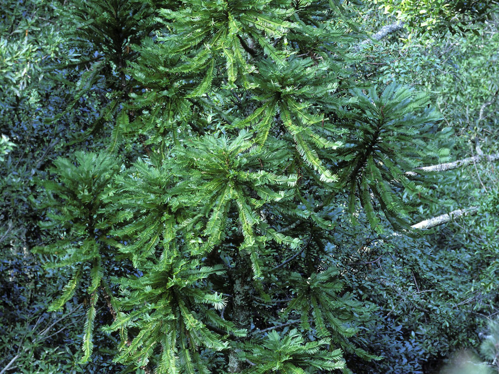 Wollemi Pine, Wollemia nobilis adult trees. Photo credit: Jaime Plaza/Botanic Gardens Trust