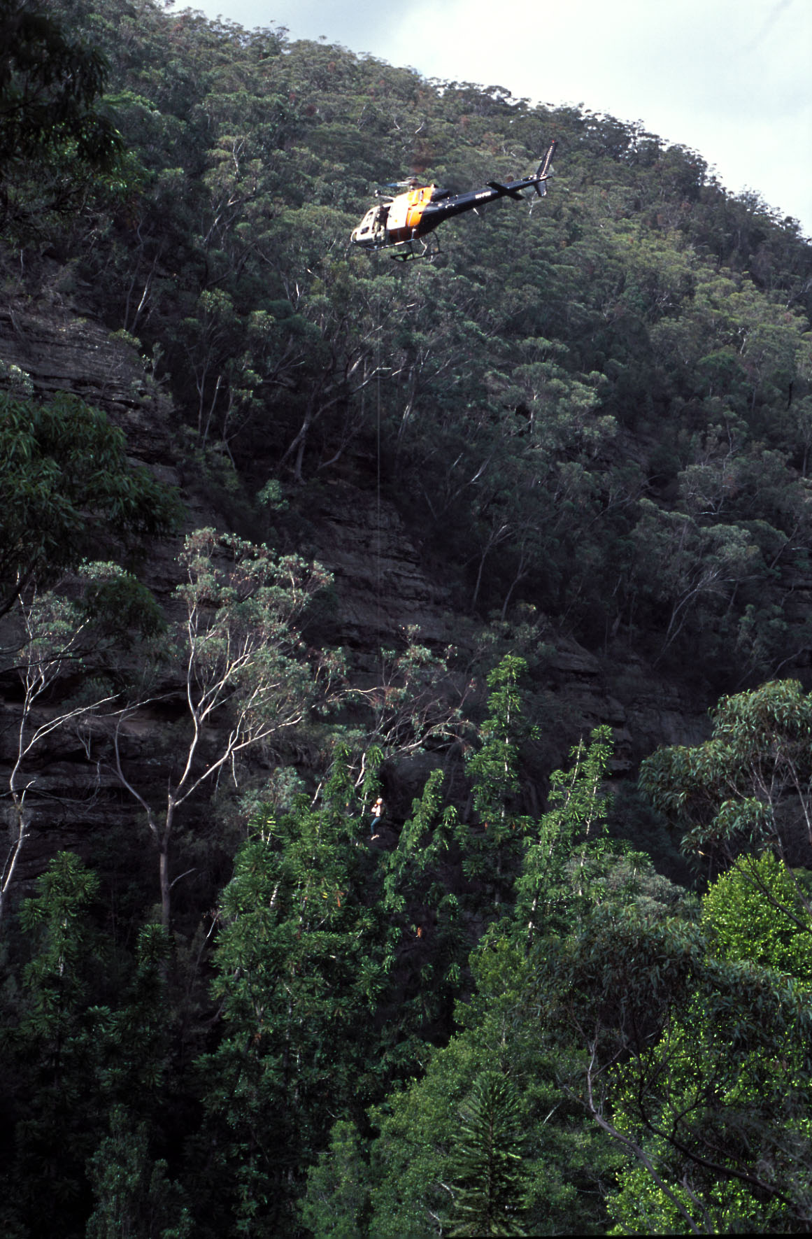 Wollemi Pine, Wollemia nobilis aerial collecting. Photo credit: Jaime Plaza/Botanic Gardens Trust