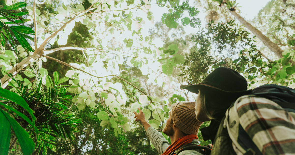 Two people looking up at trees in Dorrigo National Park. Photo credit: Branden Bodman / DPE