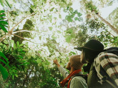 Two people looking up at trees in Dorrigo National Park. Photo: Branden Bodman