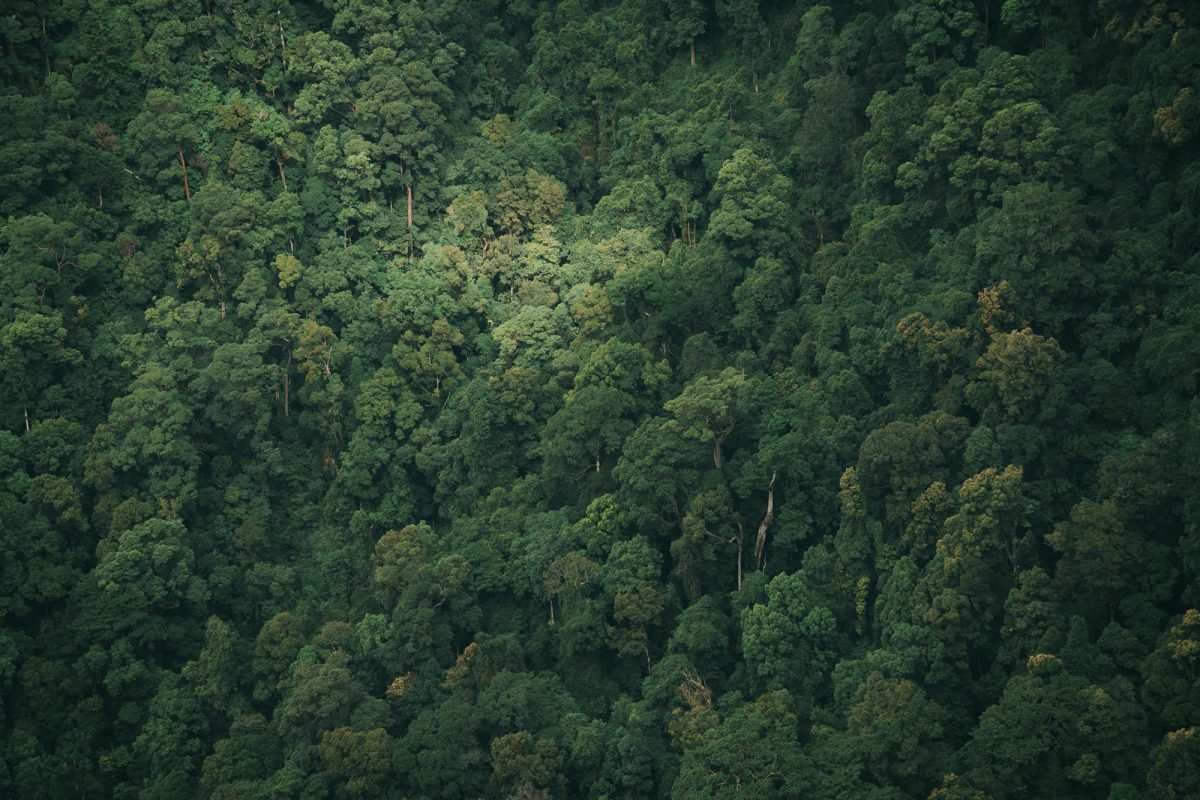Aerial view of dense NSW national park bushland. Photo: DPIE