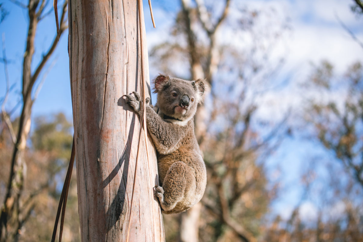 Koala in a tree. Photo: Alex Pike / DPE