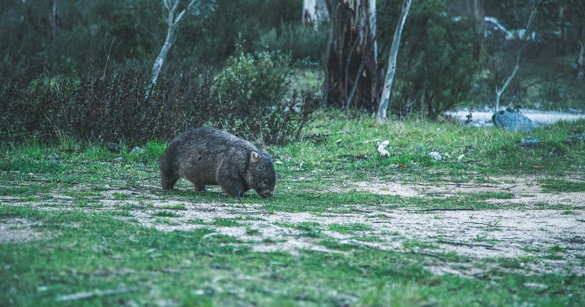 Wombat in Kosciuszko National Park. Photo: Daniel Parsons/DPIE
