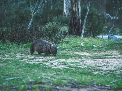 Wombat in Kosciuszko National Park. Photo credit: Daniel Parsons/DPIE