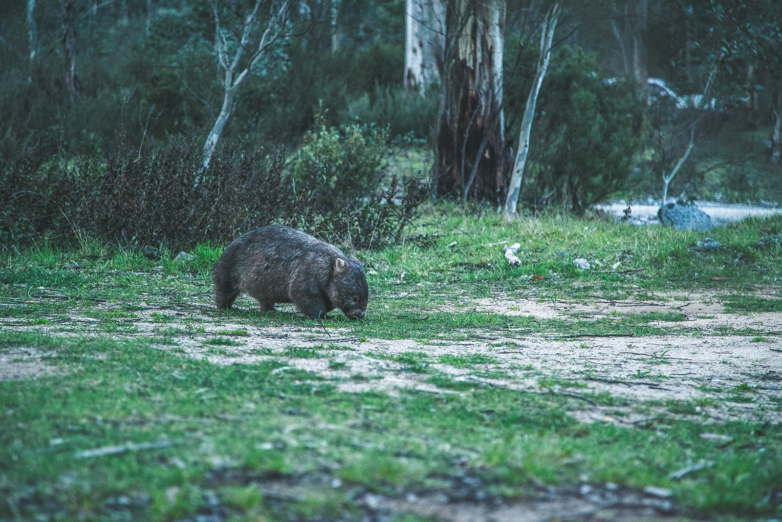 Wombat in Kosciuszko National Park. Photo credit: Daniel Parsons/DPIE