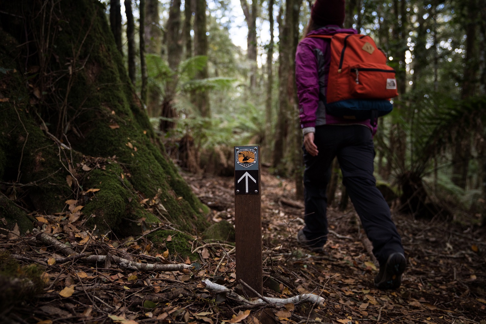 Hiker following a track in Barrington Tops National Park. Photo credit: Rob Mulally/DPIE