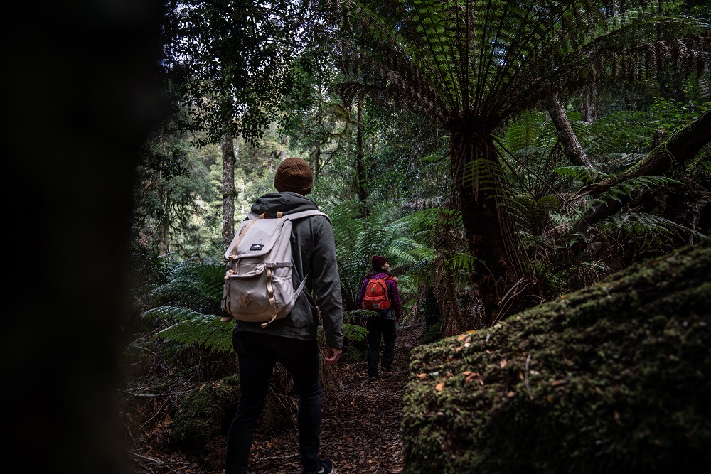 Hikers exploring the Honeysuckle Forest track in Barrington Tops National Park. Photo credit: Rob Mulally/DPIE