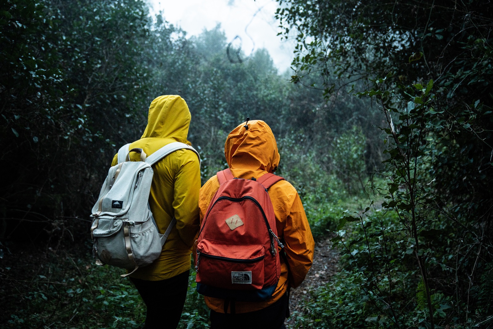 Hiking in the rain to Thunderbolts lookout in Barrington Tops National Park. Photo credit: Rob Mulally/DPIE