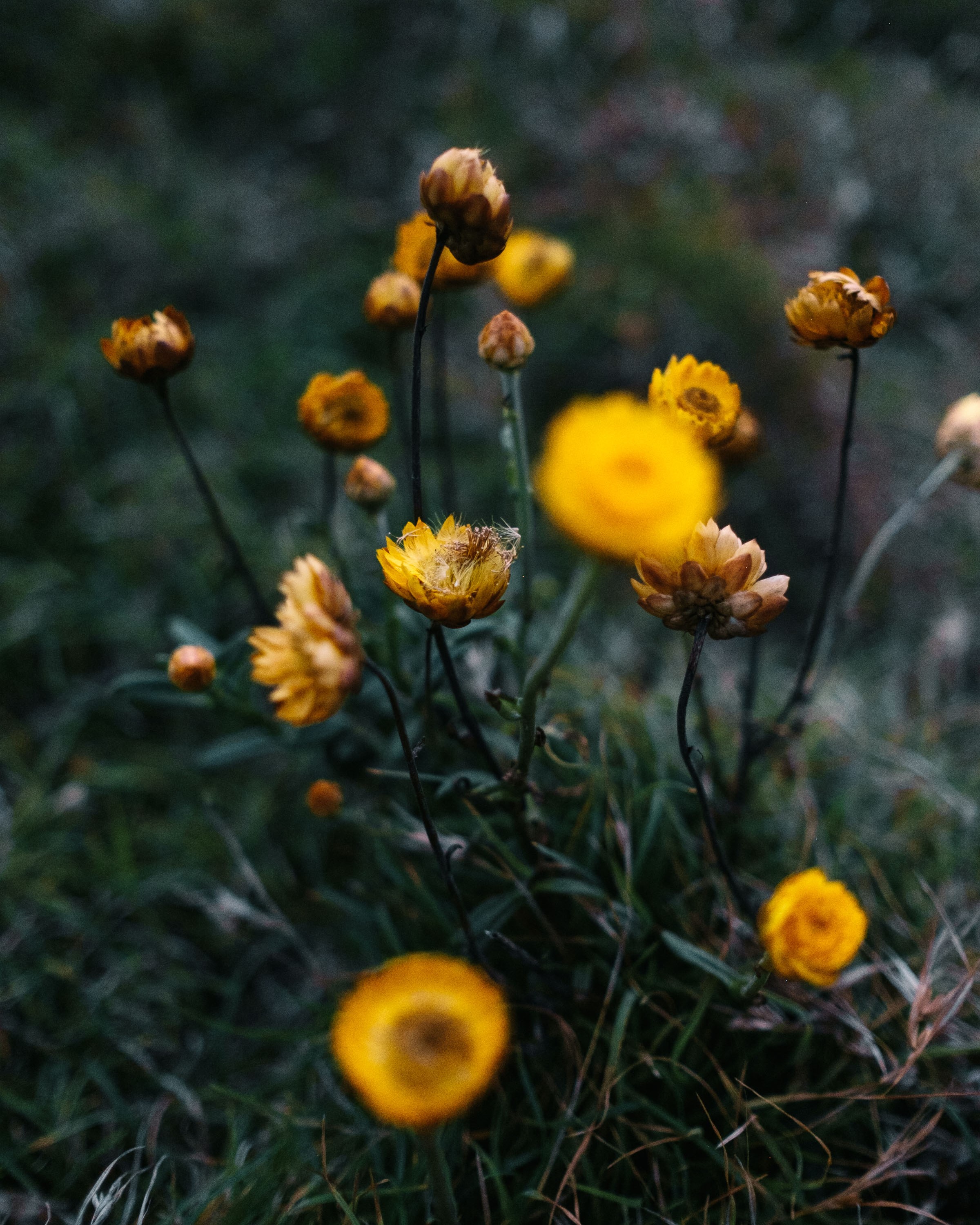 The Golden Everlasting flower (Xerochrysum bracteatum). Photo: Noah Strammbach