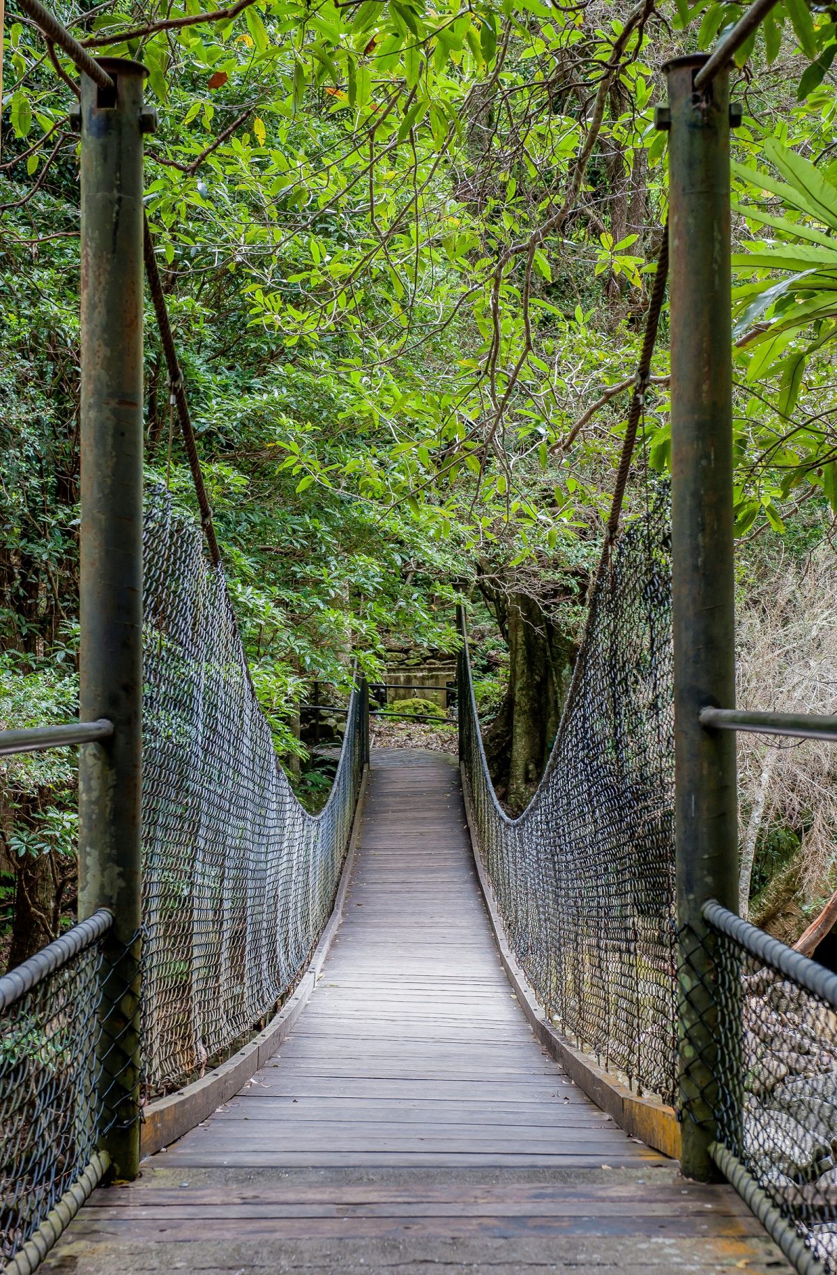 Suspension bridge of the Rainforest loop walk in Budderoo National Park. Photo: Michael Van Ewijk/DPIE