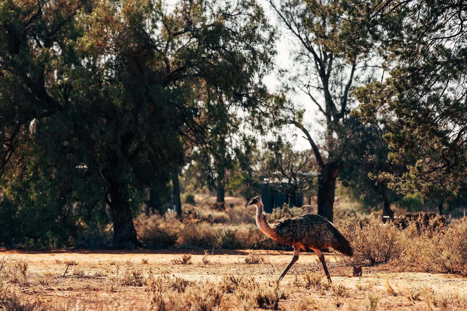 Emu in Mungo National Park. Photo: Melissa Findley/DPIE