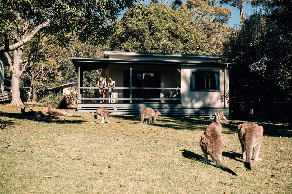 A couple on the porch of a cottage looking out at the kangaroos at Depot Beach cabins and campground. Photo credit: Melissa Findley/DPIE