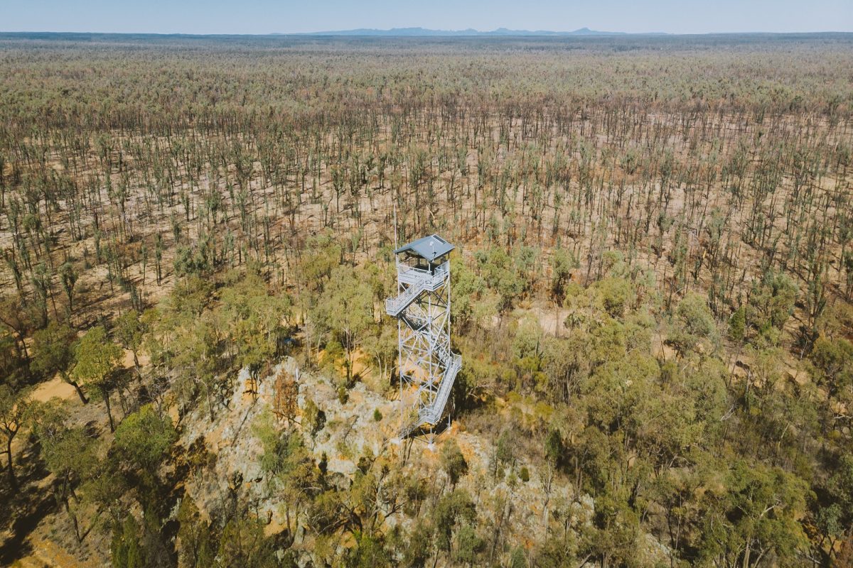Pilliga lookout tower in Timmallallie National Park. Photo credit: Harrison Candlin/DPIE