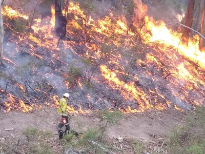NPWS firefighter conducting planned controlled burning to assist in the protection of life, property and community. Photo: David Croft/DPIE