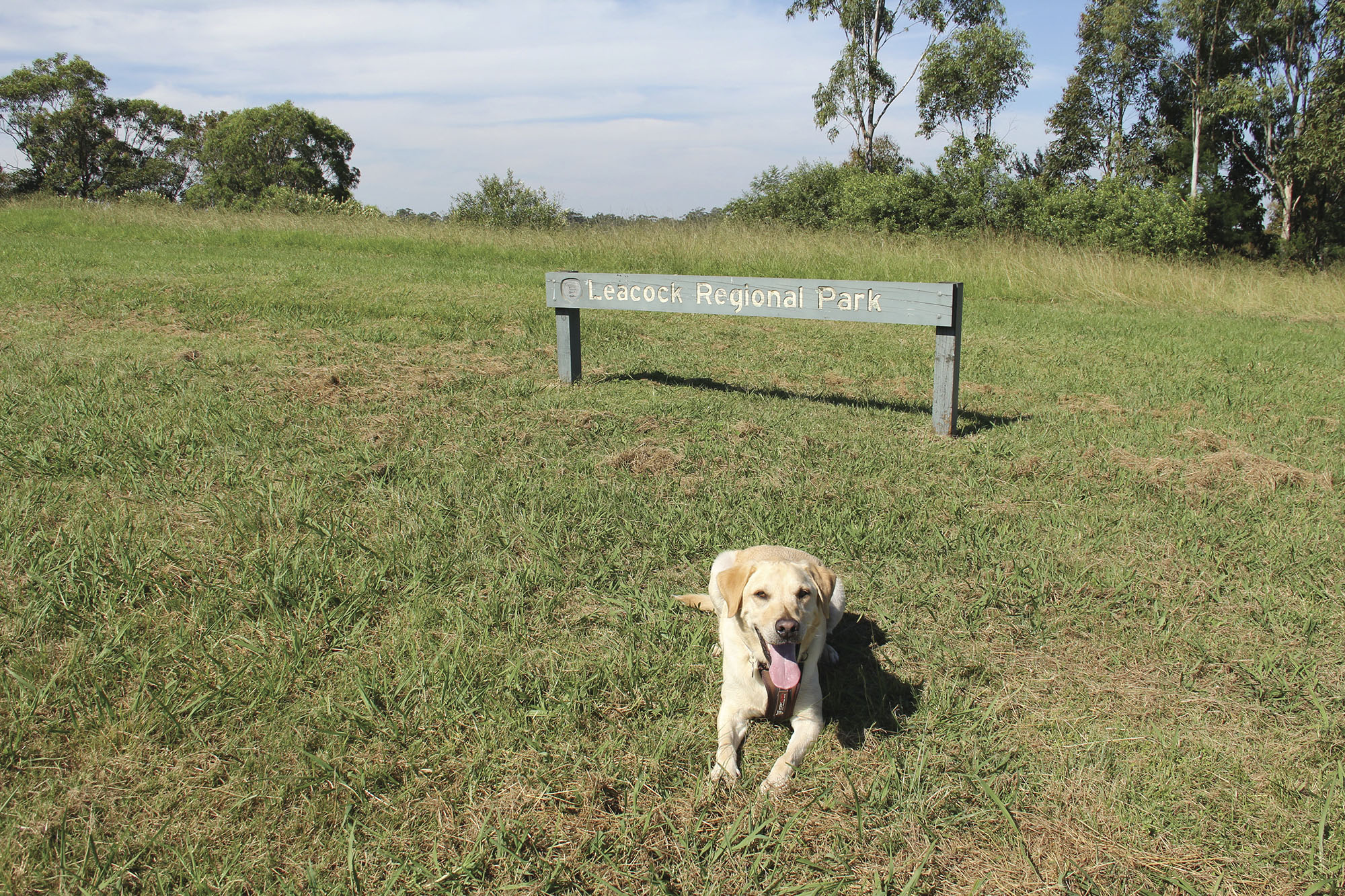 A dog sitting in front of a Leacock Regional Park sign. Photo credit: John Spencer/DPIE