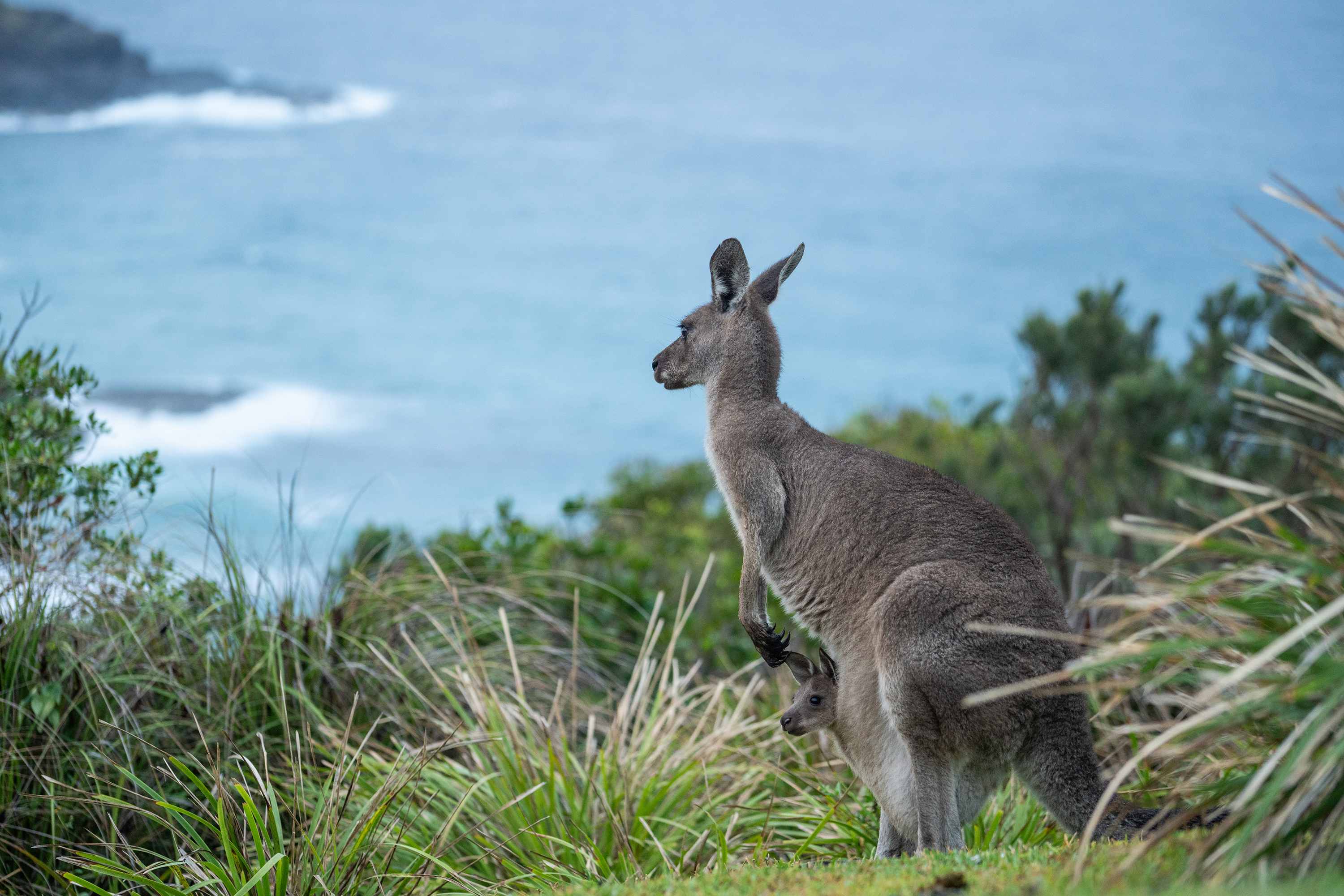 Kangaroo with joey in Hat Head National Park. Photo credit: Rob Mulally/DPIE