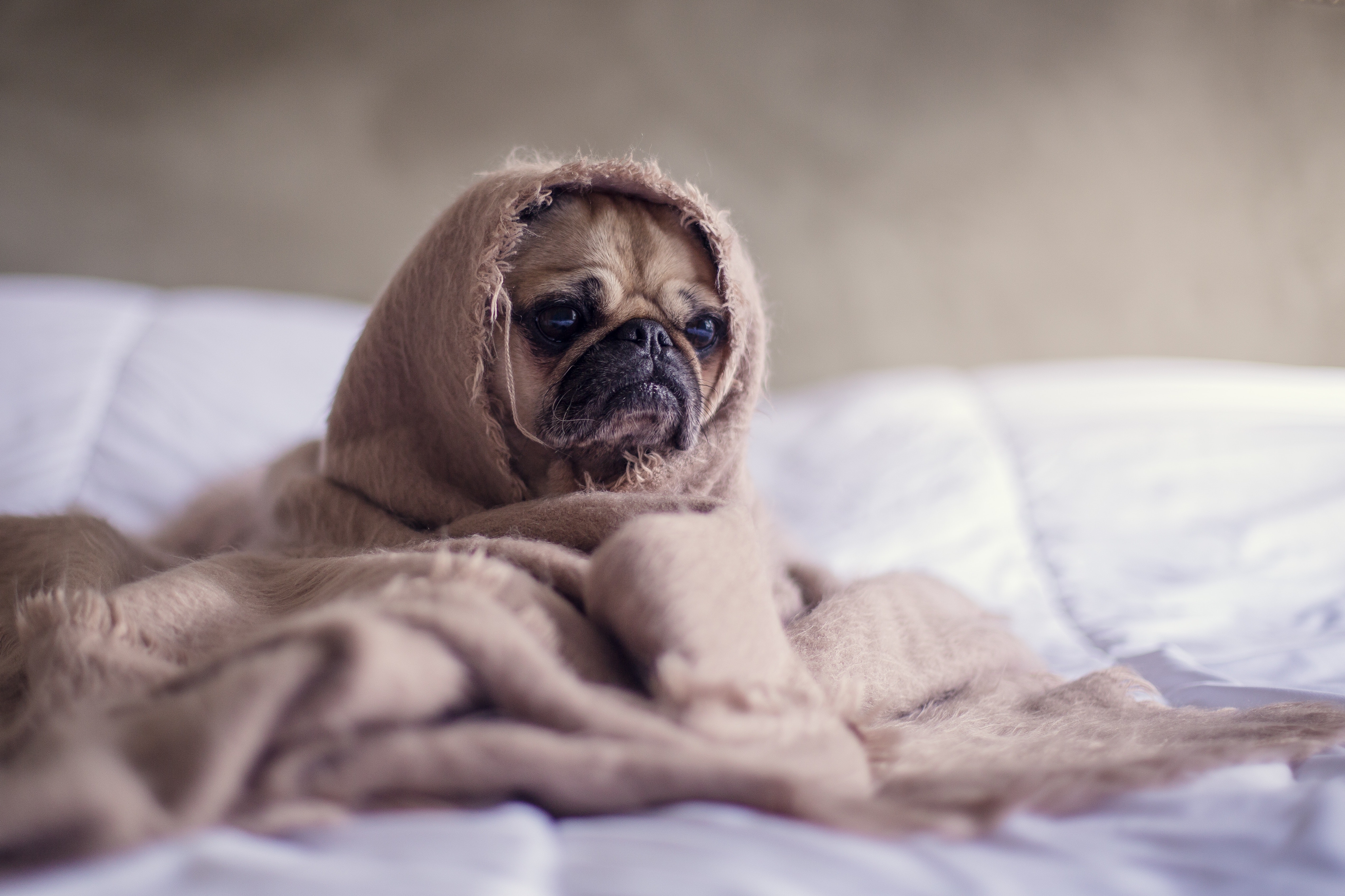 A pug with a blanket wrapped around it. Photo: Pexels