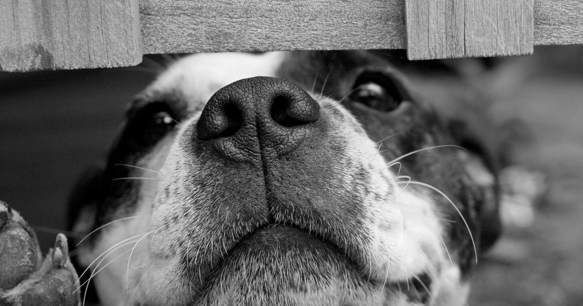 A dog with his face pushed in between a gap of a fence. Photo: Pexels