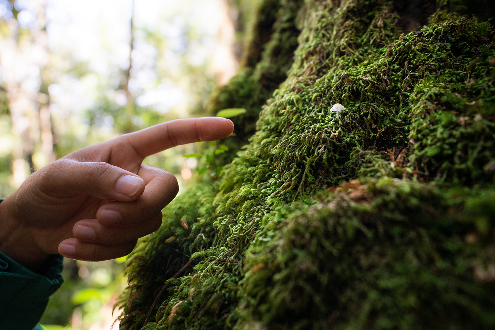 Person pointing at a small mushroom on a tree, Werrikimbe National Park. Photo credit: Rob Mulally/DPIE