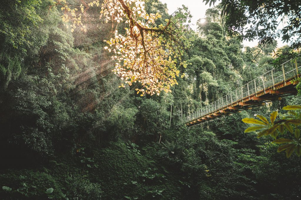 Ancient Gondwana rainforests that you can visit Blog NSW National Parks