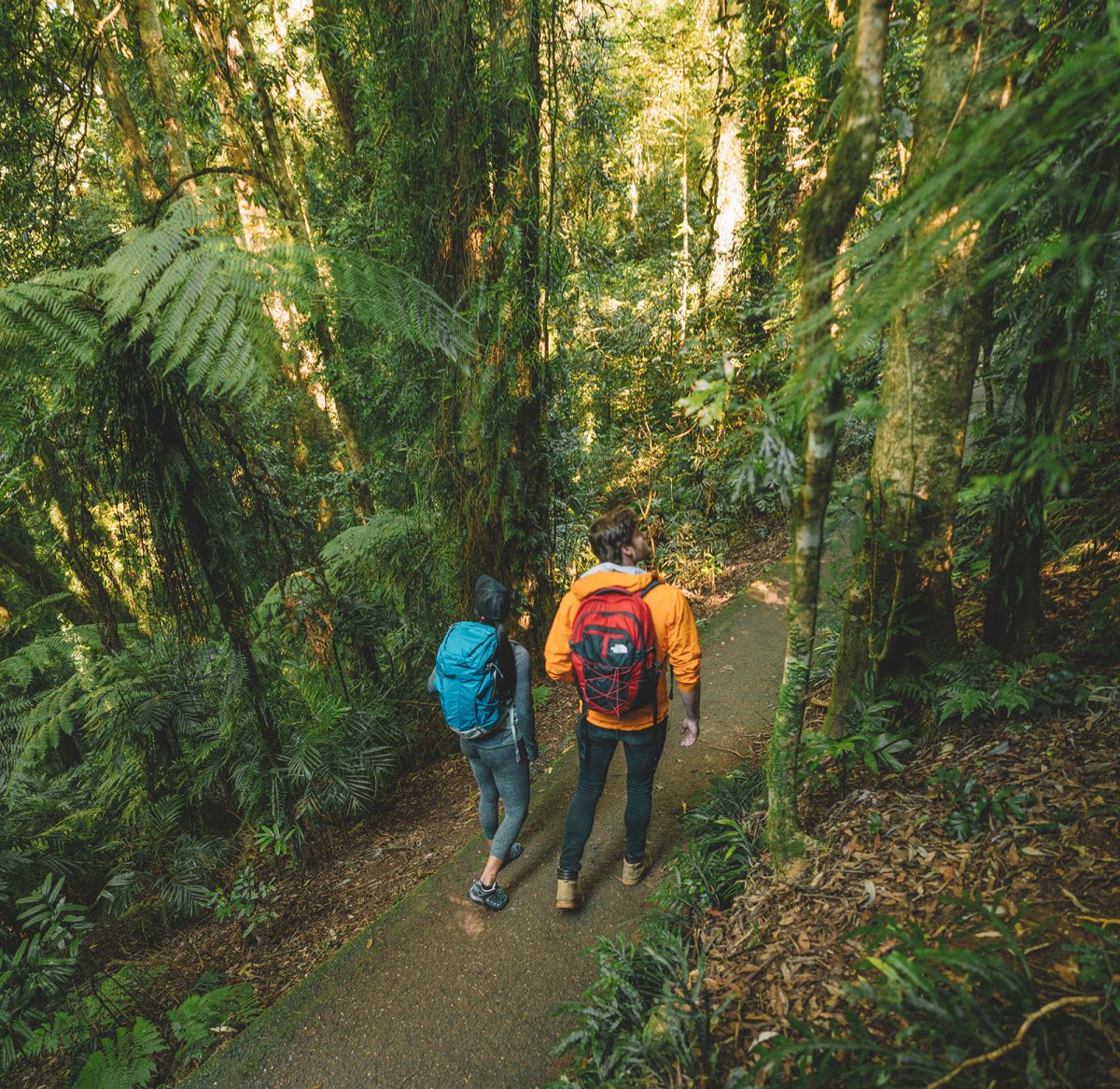 Two people walking on a track in Dorrigo National Park