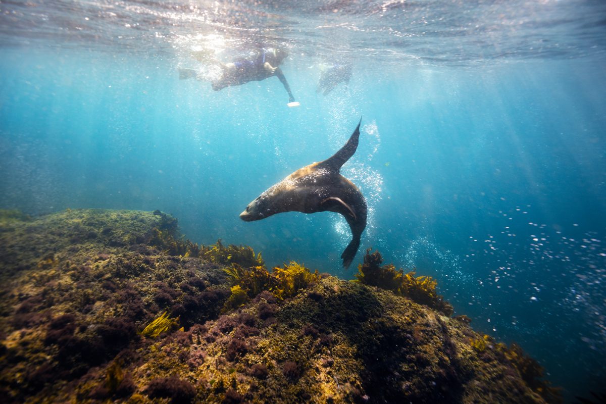 A person swimming with a seal off Montague Island Nature Reserve. Photo: Daniel Tran/DPIE
