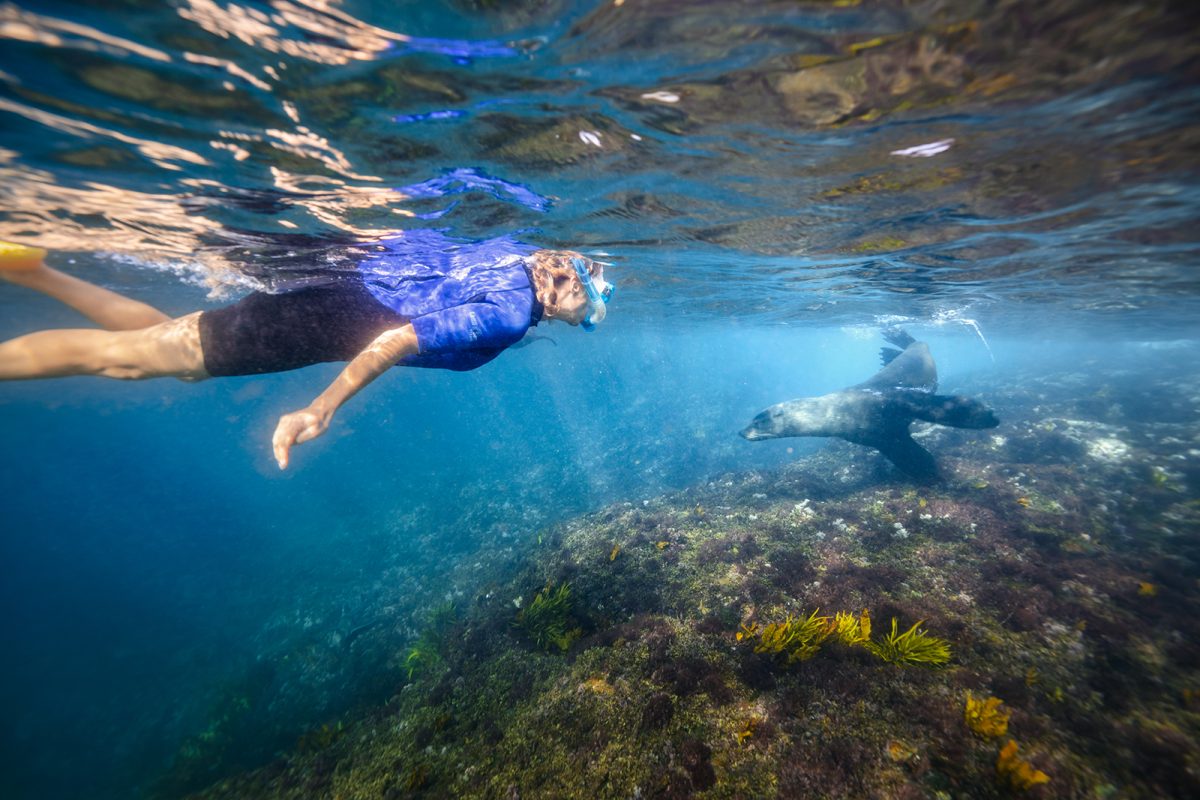A person swimming with a seal off Montague Island Nature Reserve. Photo: Daniel Tran/DPIE
