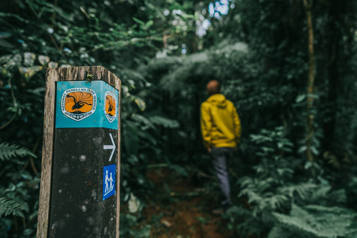 Walking track marker in the foreground and a person in the back ground in Border Ranges National Park