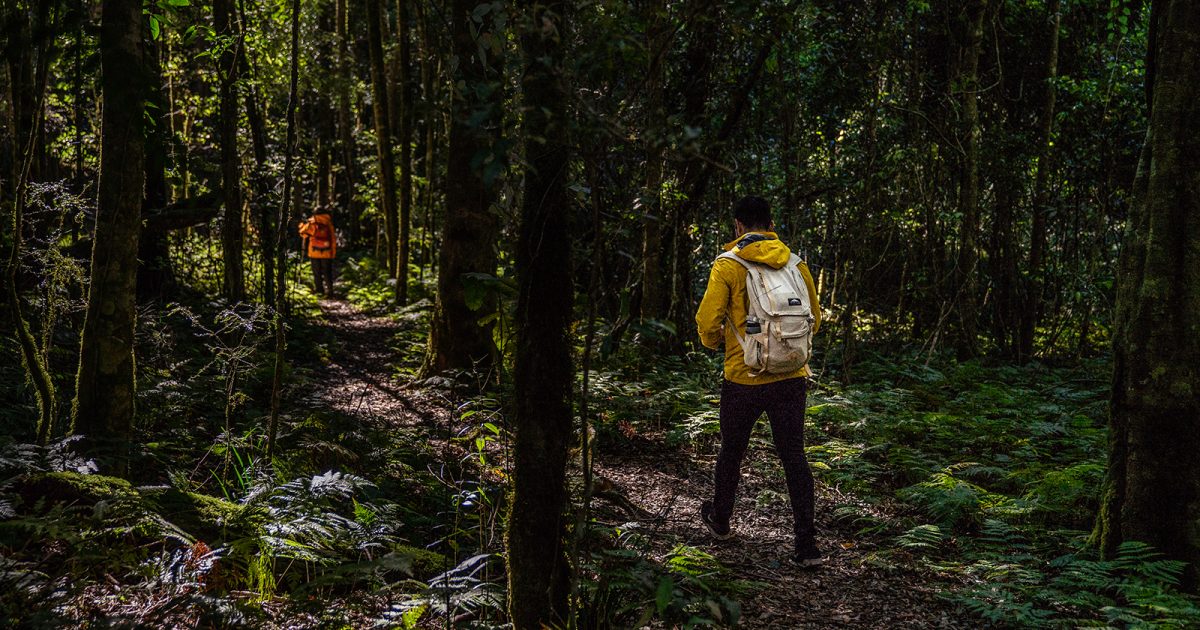 Two people walking in Barrington Tops National Park. Photo: Rob Mulally/DPIE
