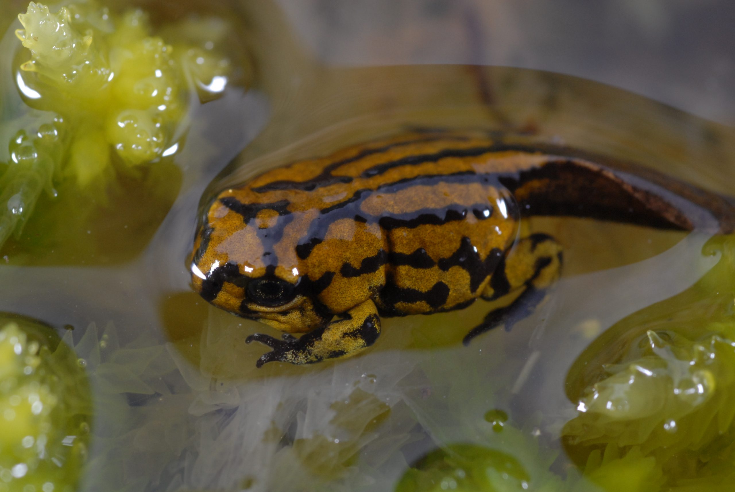 Southern Corroboree tadpole changing into frog, amphibian. Photo: David Hunter/DPIE