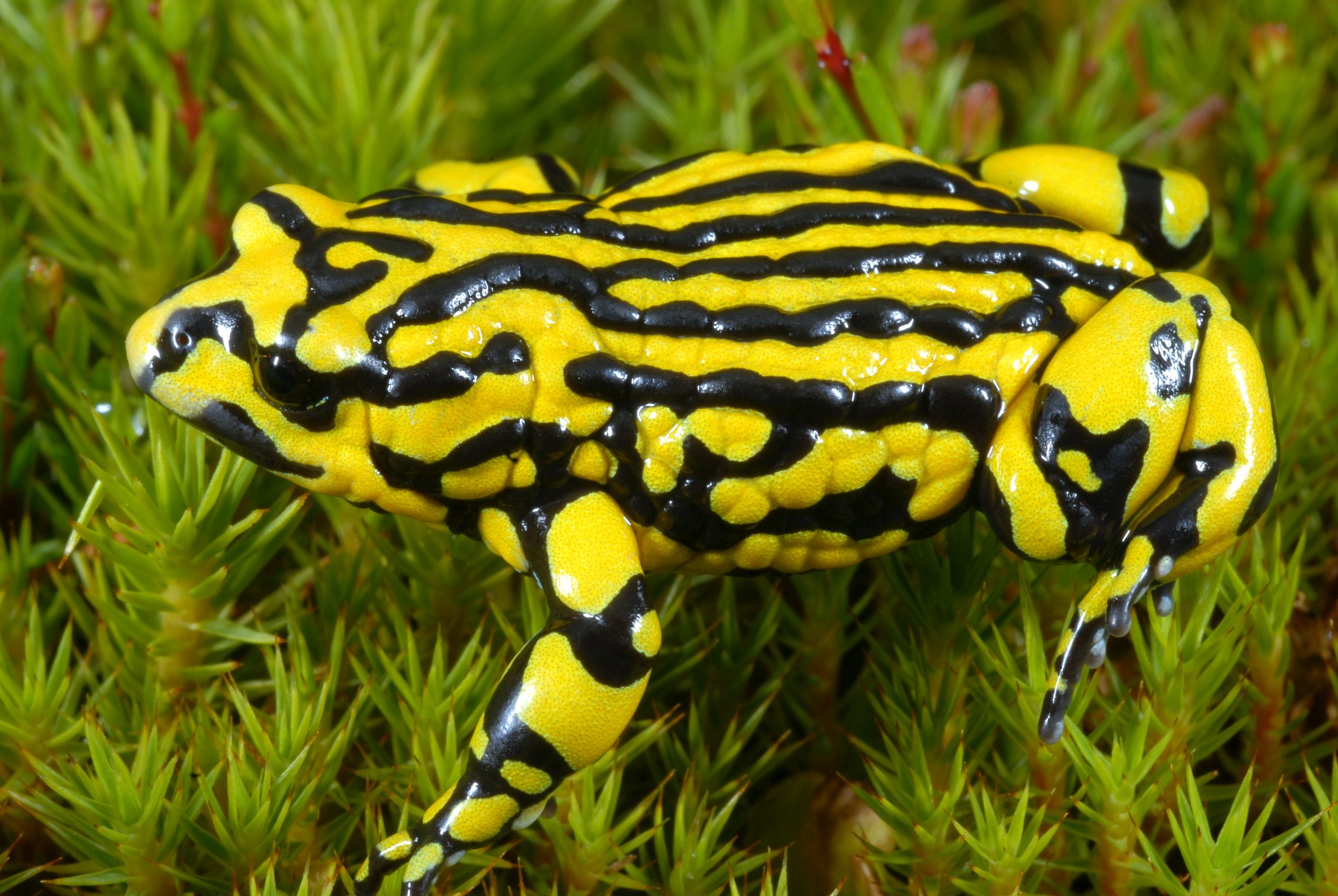 Southern Corroboree frog. Photo: David Hunter/DPIE