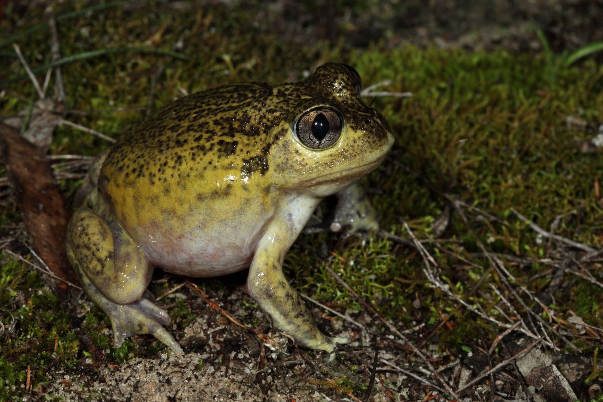 Painted burrowing frog. Photo credit: Stephen Mahony/DPIE