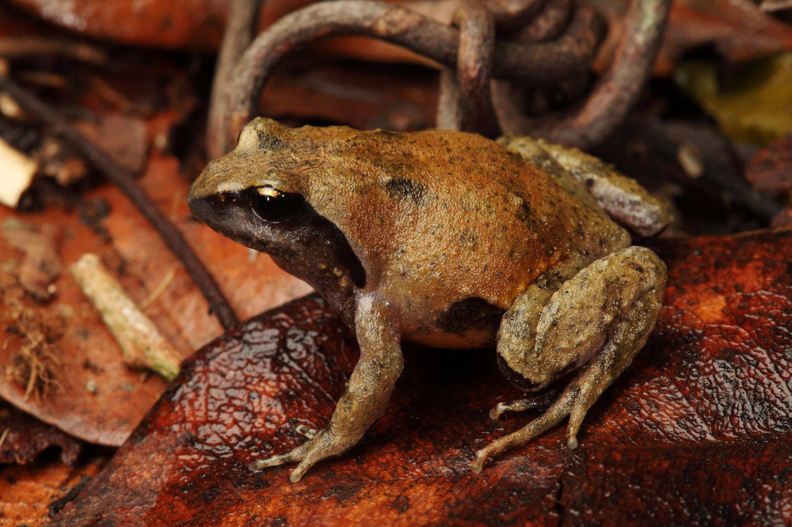 Loveridge's Frog, male. Photo: Stephen Mahony/DPIE