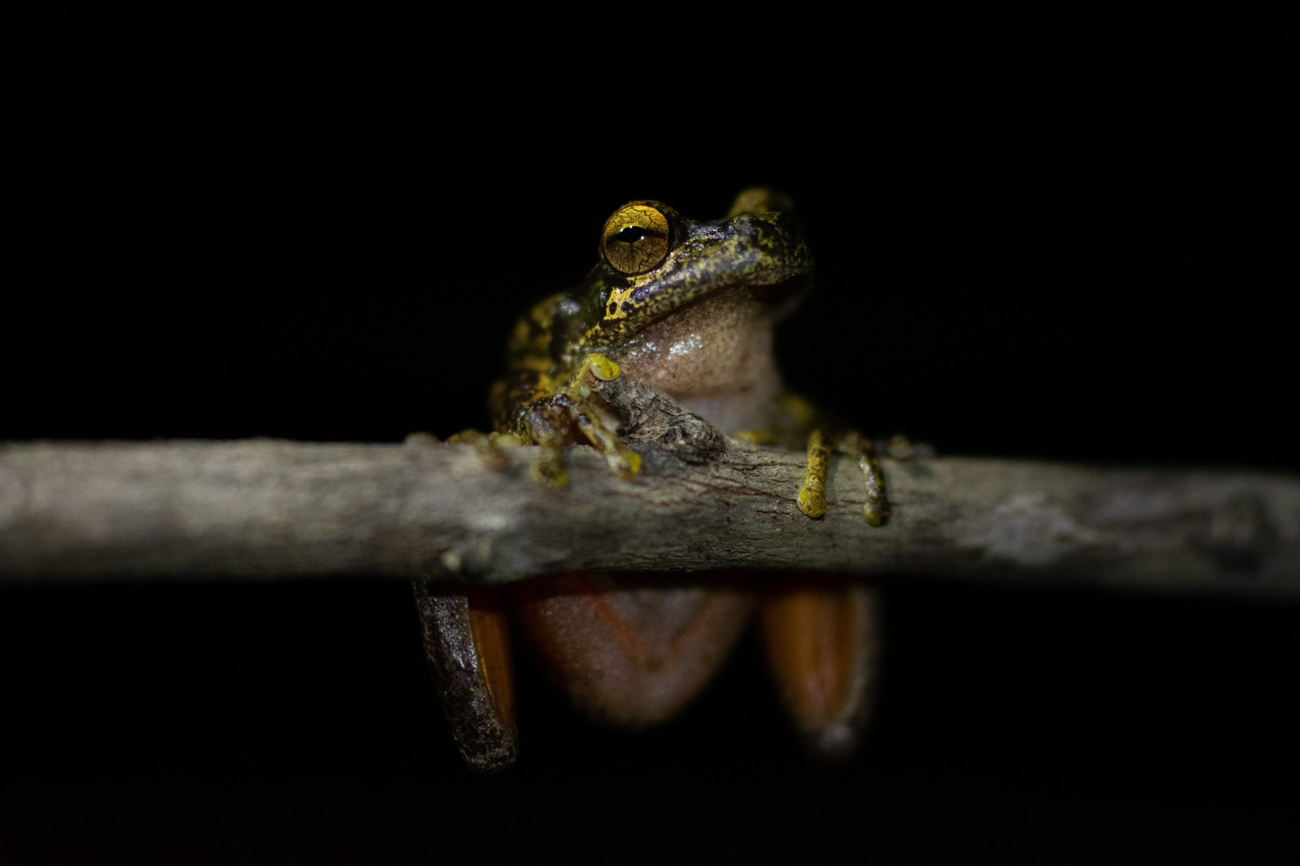 Little john's tree frog. Photo credit: Bridget Roberts/DPIE