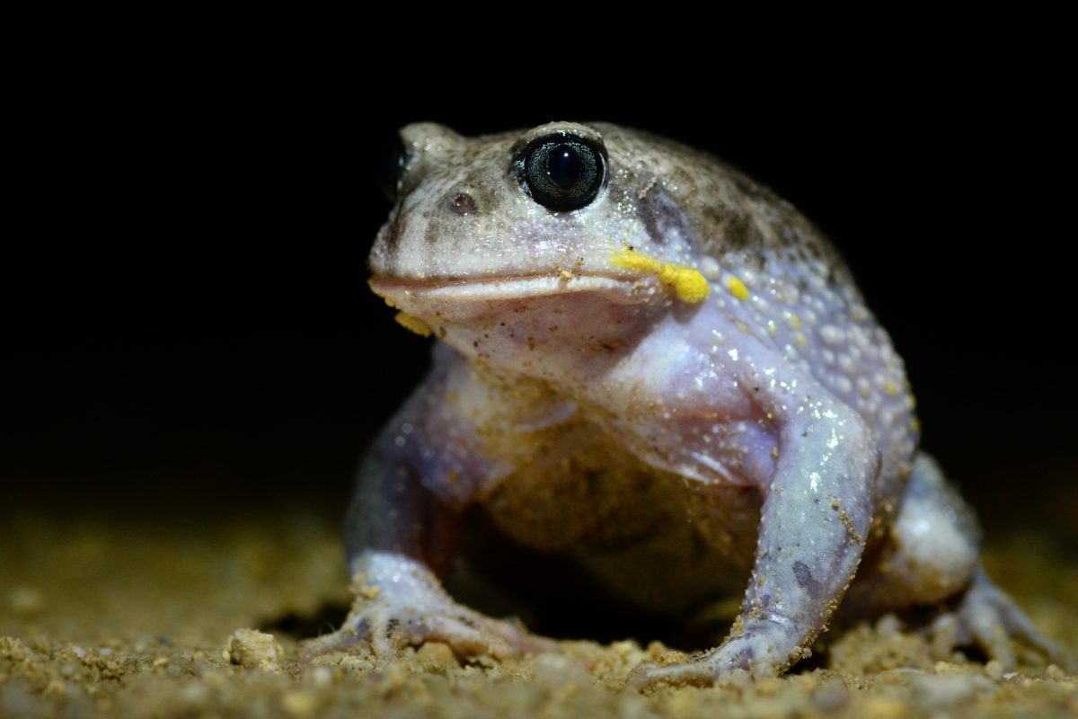 Giant burrowing frog, Heleioporus australiacus. Photo credit: Ian Bool/DPIE