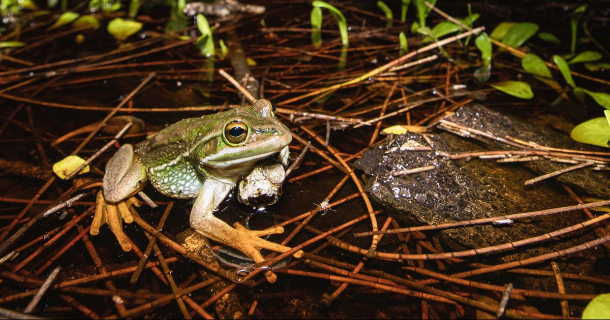 Green and golden bell frog. Photo credit: Alex Pike/DPIE