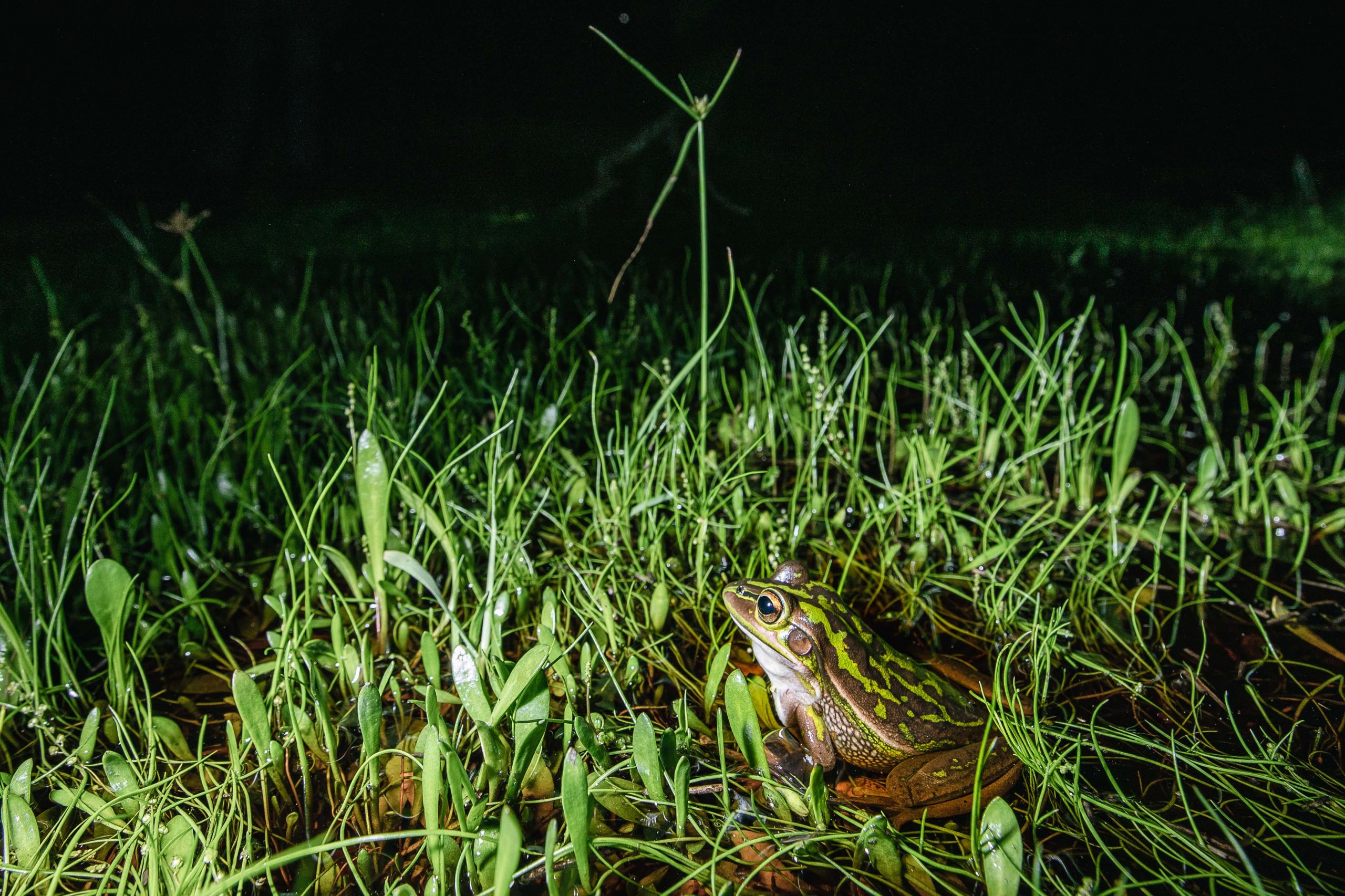 Green and golden bell frog sitting in the grass. Photo: Alex Pike/DPIE
