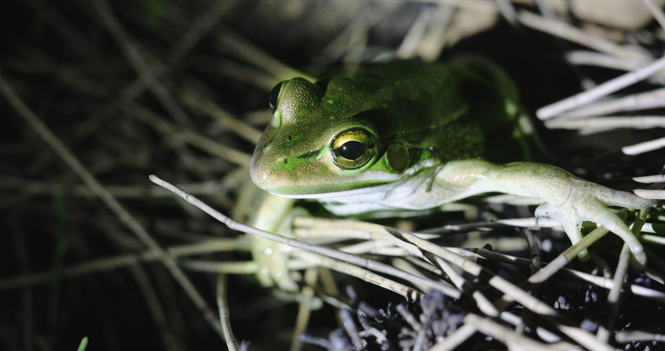 Green and golden bell frog. Photo: Alex Pike/DPIE