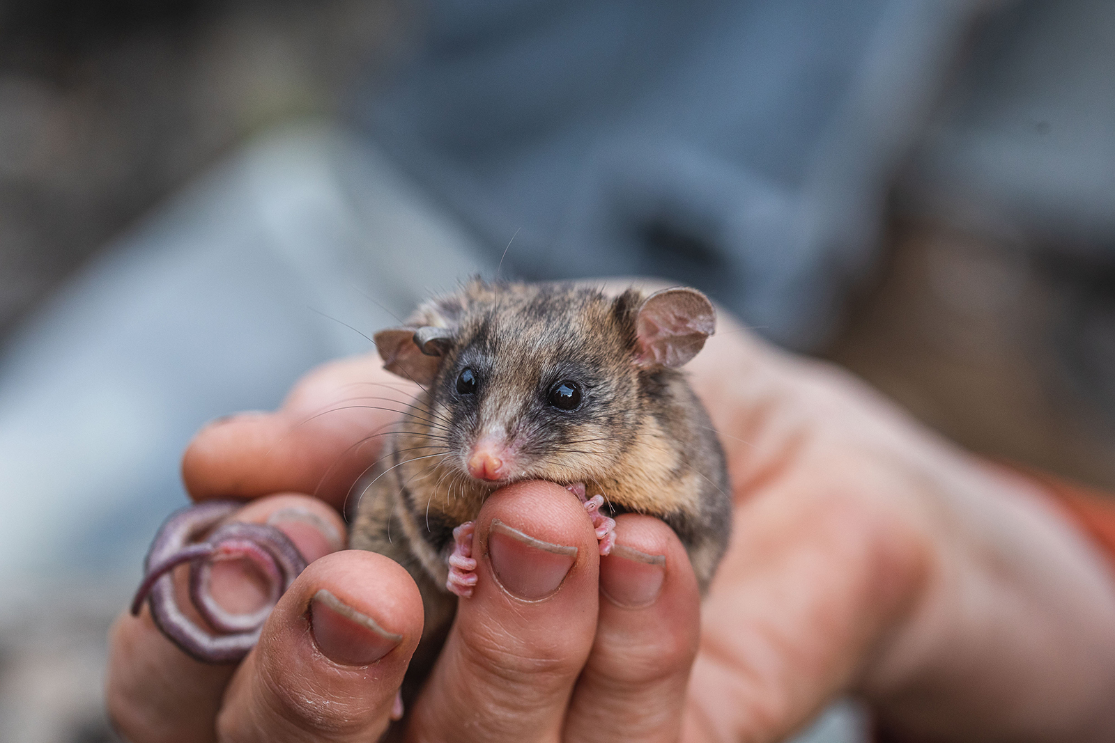 A mountain pygmy-possum in Dr Linda Broome's hand. Photo: Alex Pike/DPIE