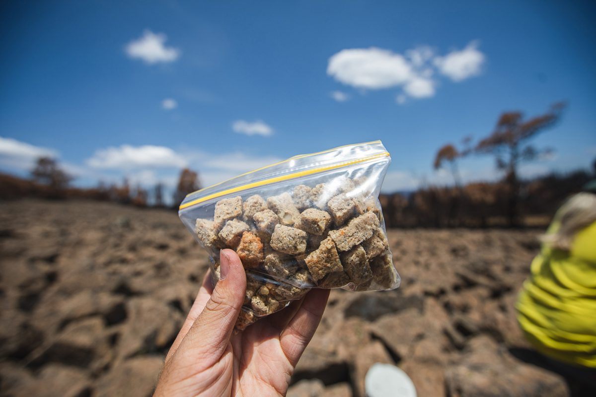 Bogong biscuits in a snap lock bag. Photo: Alex Pike/DPIE