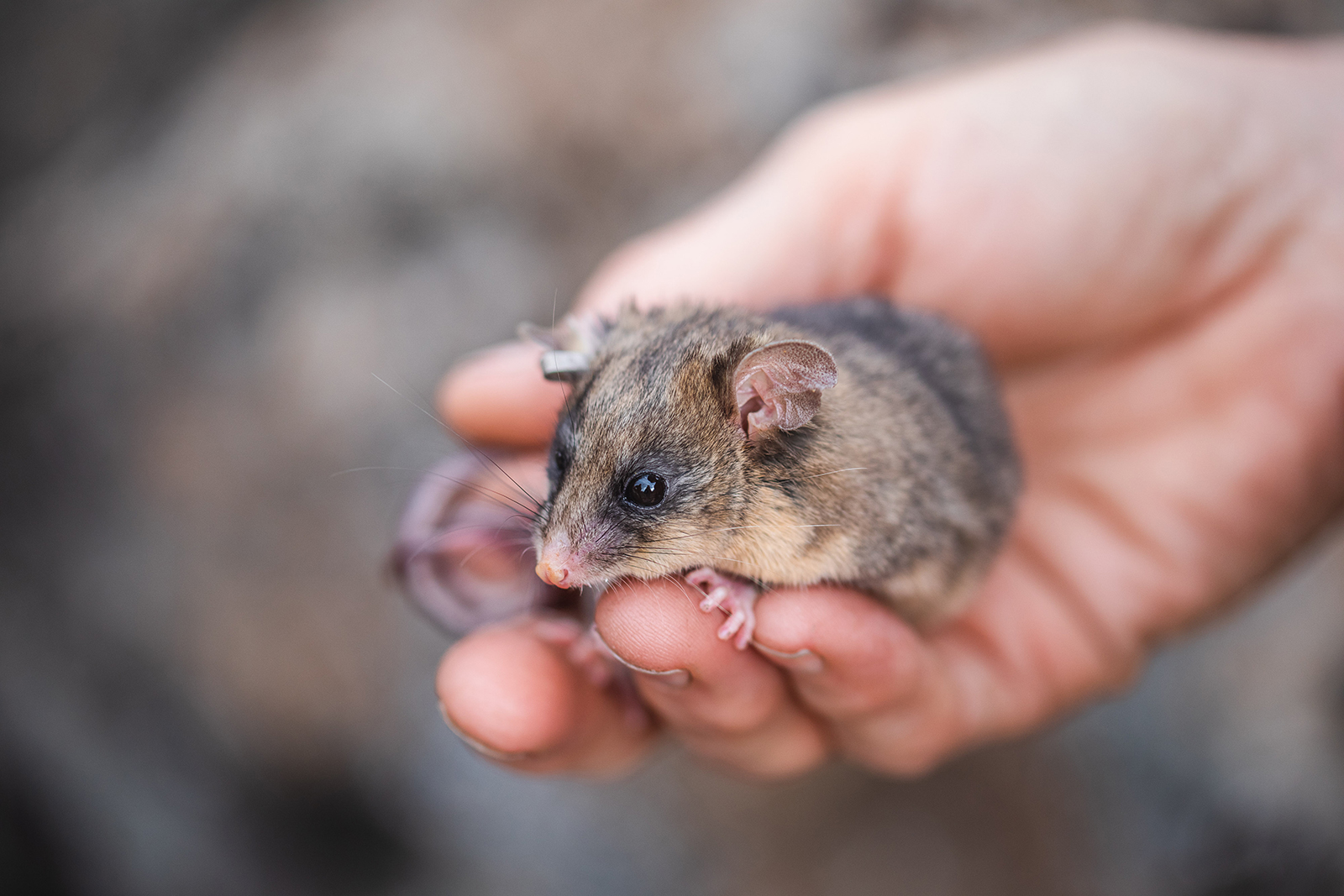 A mountain pygmy-possum in Dr Linda Broome's hand. Photo: Alex Pike/DPIE