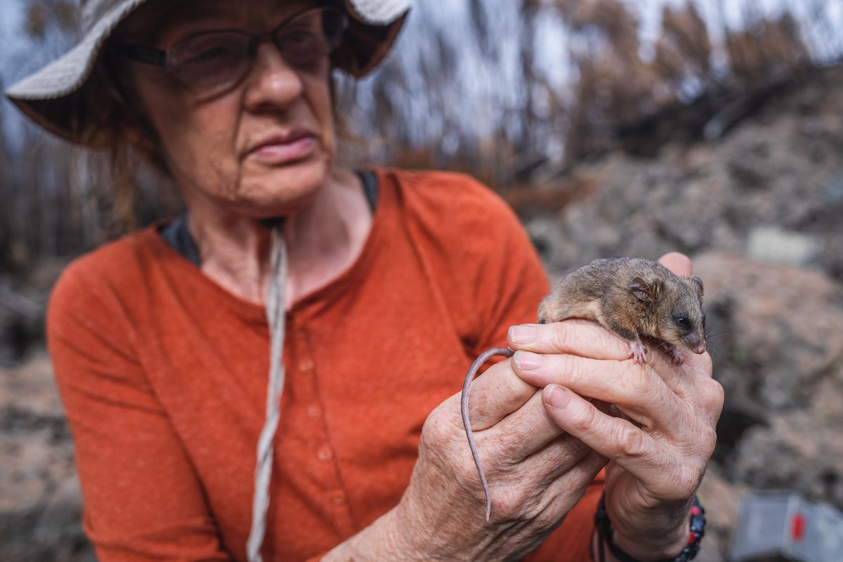 Dr Linda Broome holds a mountain pygmy-possum. Photo: Alex Pike/DPIE