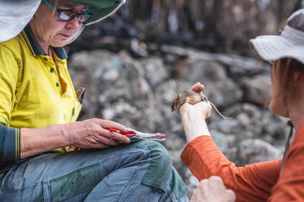 Dr Linda Broome holds a mountain pygmy-possum and shows it to a person. Photo: Alex Pike/DPIE