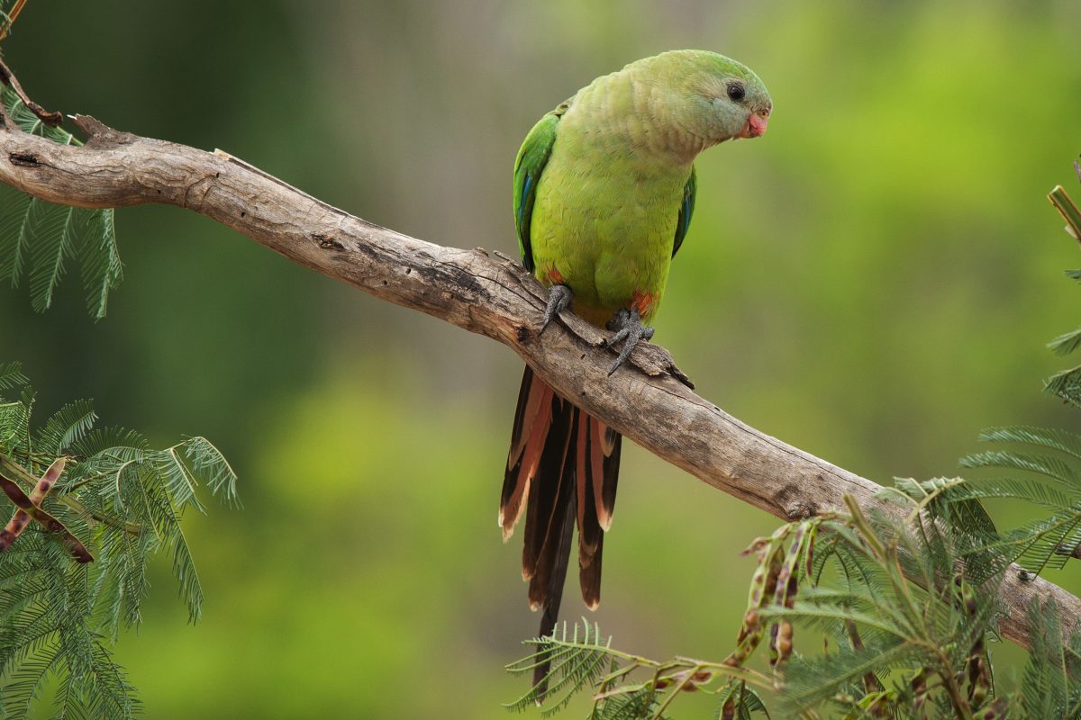 Superb parrot (Polytelis swainsonii). Photo Credit : Helen Fallow/DPIE