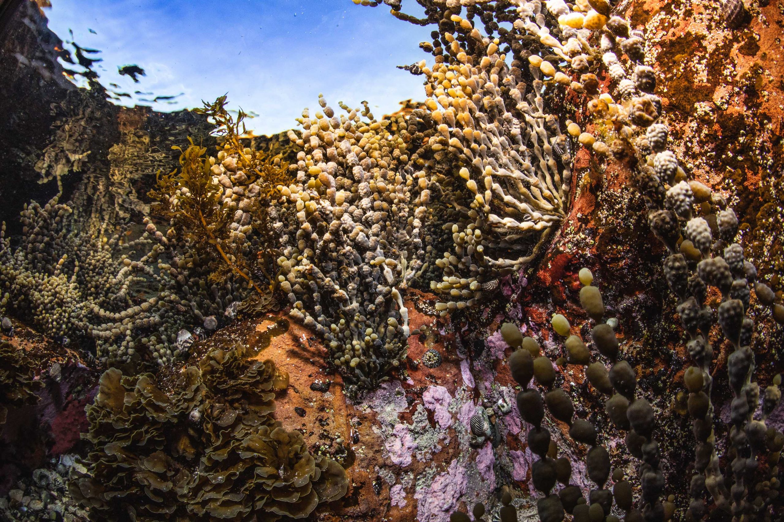 A biodiverse ecosystem – rock pool. Photo: Alex Pike/DPIE