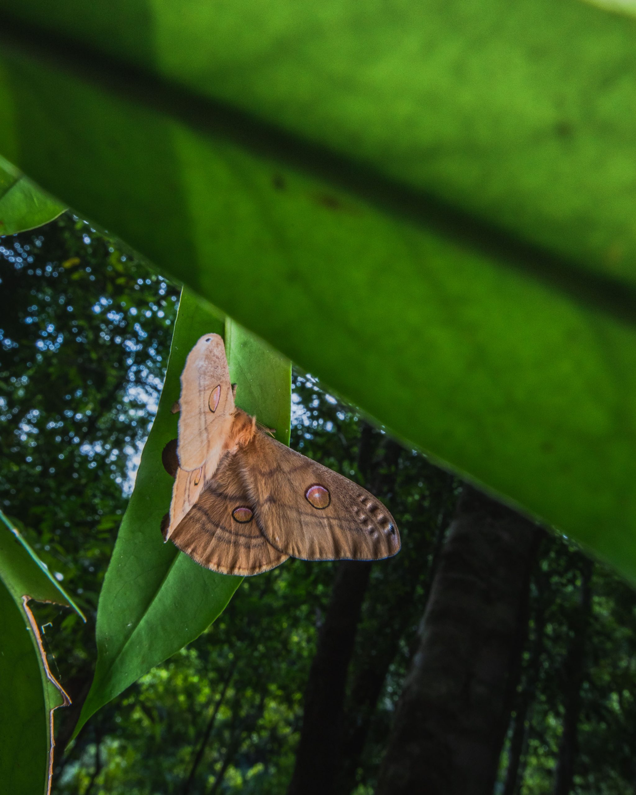 Emperor gum moth. Photo: Alex Pike