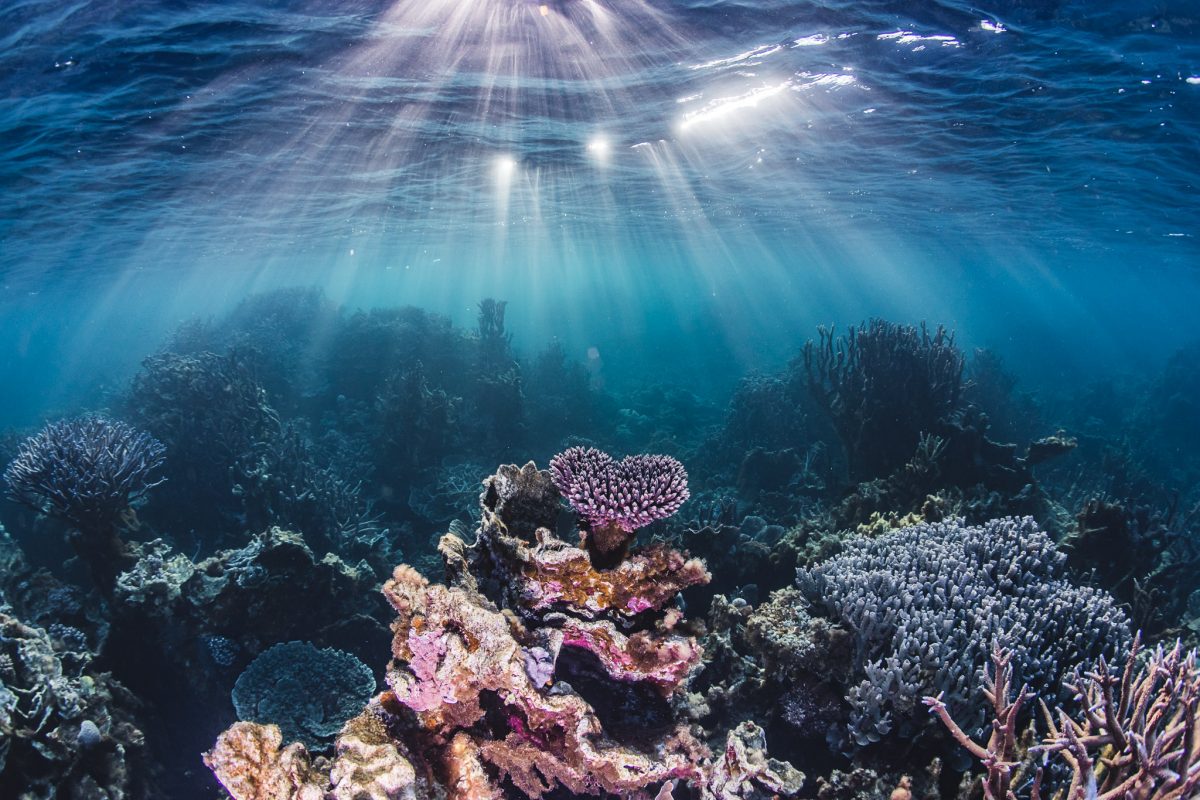 Underwater view of a coral reef. Photo: Alex Pike/DPIE