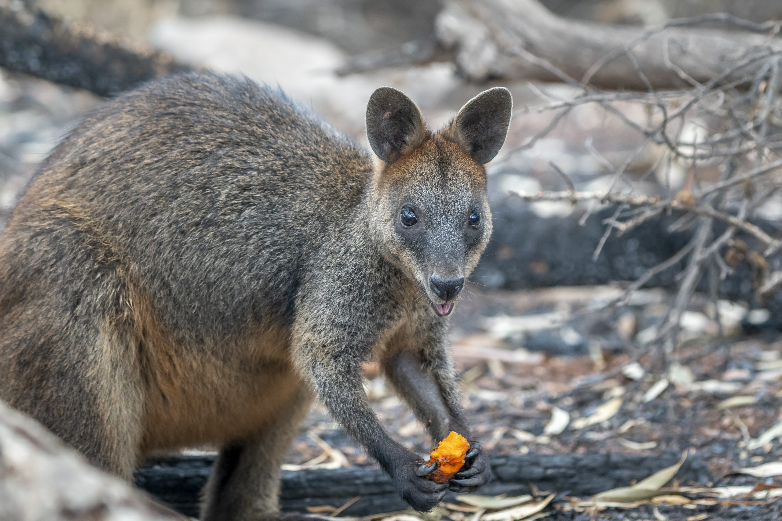 Brushed-tailed rock-wallaby. Photo: John Spencer/DPIE