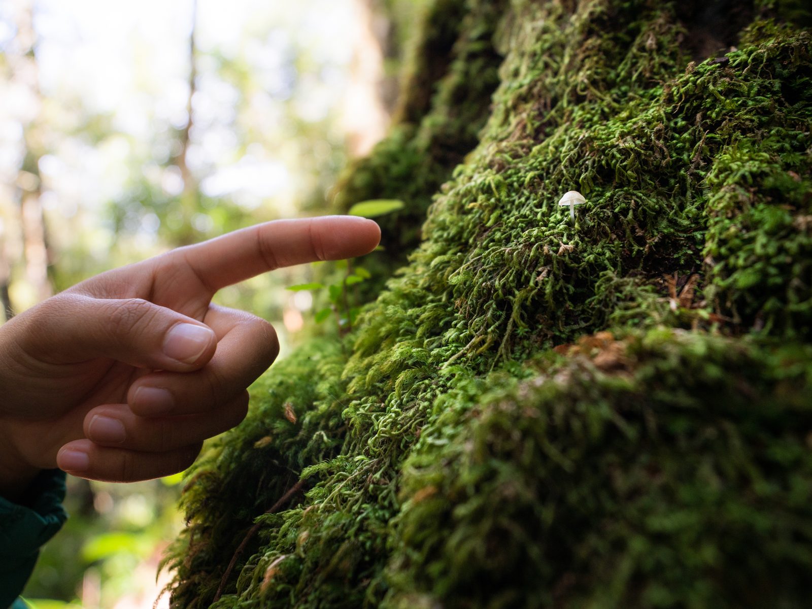 Person pointing at a small mushroom on a tree, Werrikimbe National Park. Photo: Rob Mulally/DPIE