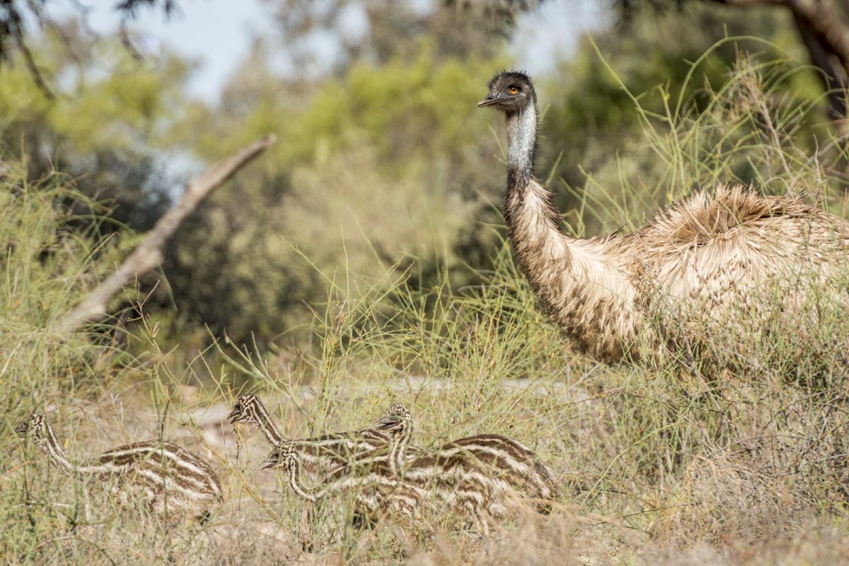 Emu male with chicks Dromaius novaehollandiae, Paroo National Park. Photo: John Spencer/DPIE
